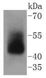 Adiponectin receptor protein 1 Antibody