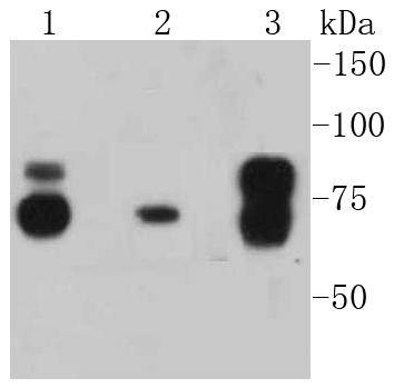 Cortactin Antibody