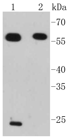 IRF7 Antibody