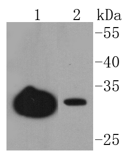 Junctional Adhesion Molecule 1 Antibody