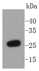 NQO2 Antibody