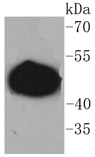 GAP43 Antibody
