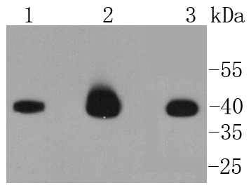 Caspase-9 Antibody