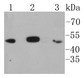 IKB beta Antibody