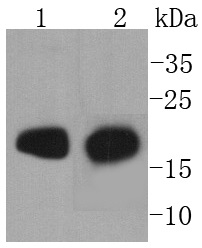 Myosin Light Chain 2 Antibody