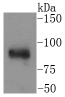IKK alpha Antibody