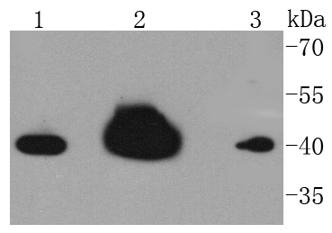 hnRNP C1+C2 Antibody