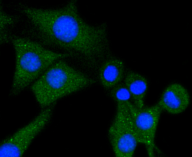 Phospholipase C gamma 1 Antibody