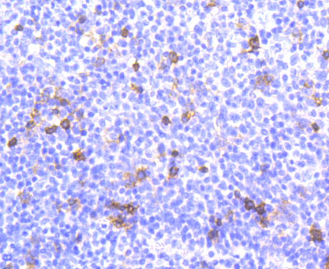 Integrin alpha E Antibody