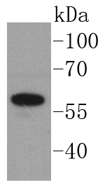 Angiopoietin 1 Antibody