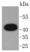 GPCR RDC1 Antibody