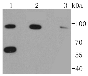 RAD18 Antibody