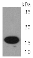 AGR2 Antibody