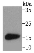 MAP1LC3A Antibody