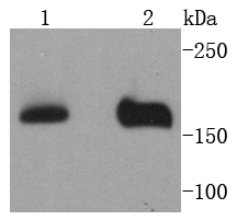 NSD3 Antibody