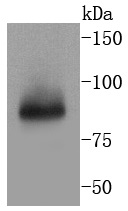 TNFAIP3 Antibody