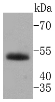 HNF-4-alpha Antibody