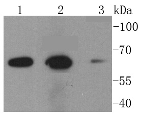 NOX2/gp91phox Antibody