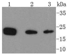 PARK7/DJ1 Antibody