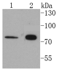 Cytokeratin 1 Antibody