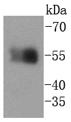 HA tag Antibody