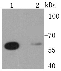 Glutaminase Antibody