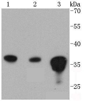 PP2A alpha + beta Antibody