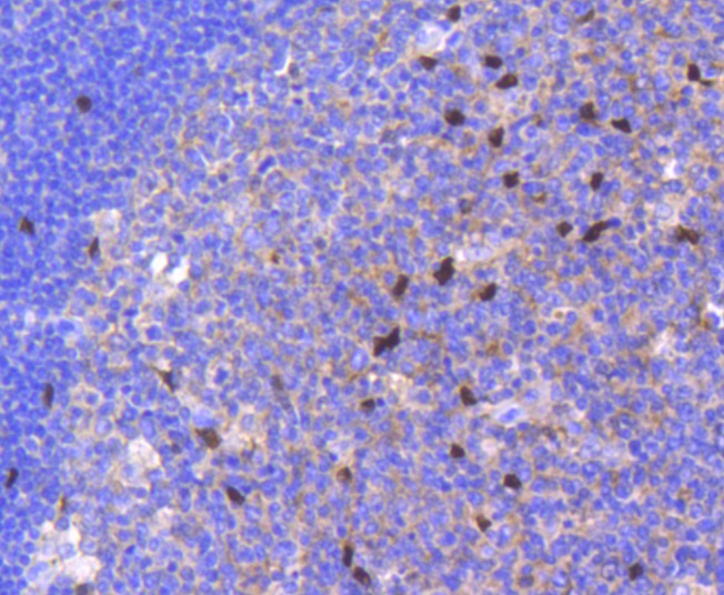 SOX9 Antibody