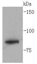 Glycogen synthase Antibody
