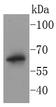 BPI Antibody