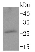 PPP1R1A Antibody