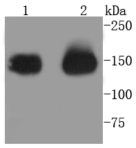 CD13 Antibody