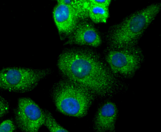 TMS1 Antibody