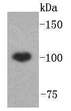 ABCF1 Antibody