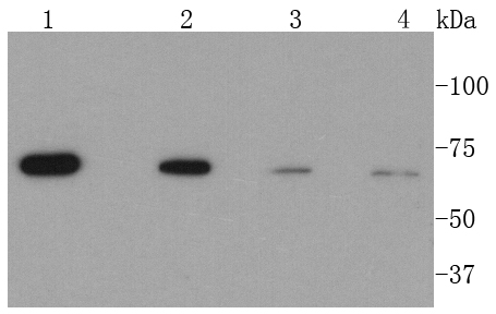 CPT2 Antibody