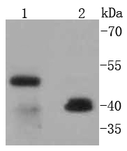 CD38 Antibody