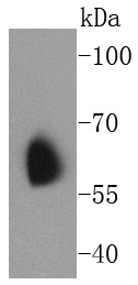 Kv1.1 potassium channel Antibody