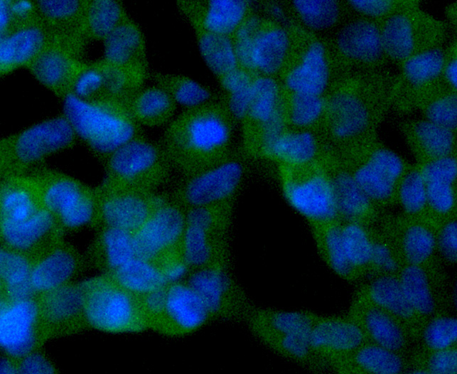 SIRT2 Antibody