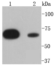 SHP2 Antibody