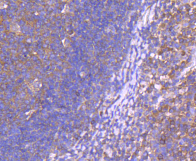 CD10 Antibody
