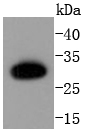 Caspase-6 p18 Antibody