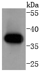 Cyclin H Antibody