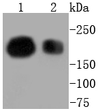 BRG1 Antibody