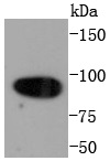 Calnexin Antibody