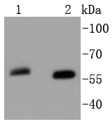 SOX10 Antibody