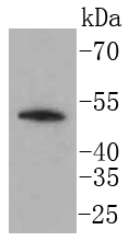 LSP1 Antibody