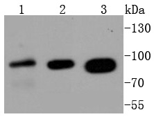 Insulin Receptor Alpha Antibody