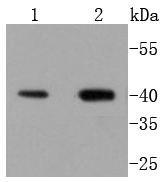 Delta Opioid Receptor Antibody