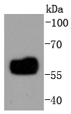 IRF5 Antibody