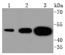 Tissue Factor Antibody